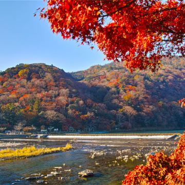 京都岚山+奈良公园喂鹿+伏见稻荷大社一日游，樱花季