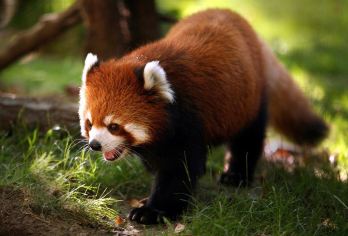 【私家团不拼陌生人+含往返电瓶车】普洱太阳河森林公园一日游【[动物奇遇记]在充满生机与活力的动物王国和各种野生动物近距离接触】