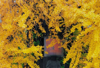 古观音禅寺+终南山古楼观台【赠送楼观台森林公园】三环内接送【[古禅寺]“千年银杏 一世禅缘” 李世民亲手栽植的千年银杏，大雄宝殿檐角的铜铃随风。】