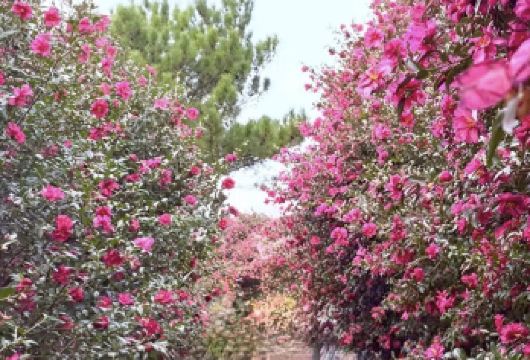 济州岛西南线一日纯玩小团丨多线路可选丨包含对应门票丨汉拿山【西南线：海豚公路丨柱状节里丨实弹射击丨山茶花丨小羊肖恩丨凯蒂猫丨汉拿山丨橘子咖啡丨涯月邑咖啡街丨】