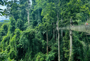 西双版纳望天树一日游【中文包车，定制服务，安心自由】