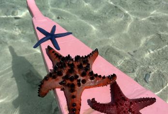 菲律宾薄荷岛追逐海豚+巴里卡萨出海浮潜+帕米拉坎浮潜一日游【薄荷岛出海跳岛游精华线路一网打尽，一日游遍薄荷岛出海线路，一次体验多倍快乐！】