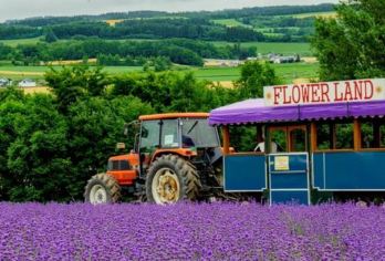 日本北海道富良野一日游/行程可调-可定制多日游【精选热门景点，高效游玩不走回头路，深度了解文化内涵，贴心服务保障，轻松享受旅程，性价比超高的旅行。】