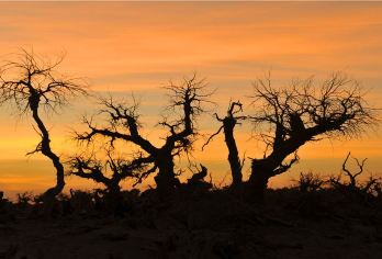 金秋额济纳旗胡杨林+居延海+黑城弱水+怪树林一日游【看日落】【热门景点，10小时VIP小团服务，多日行程可定制】