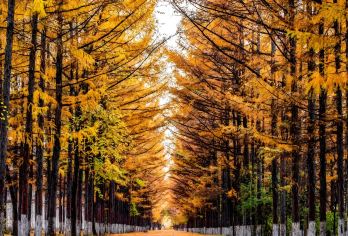 长春百木园 + 长春世界雕塑园（林间寻艺・春城一日）【专车接送/行程可调/可选外语导游】