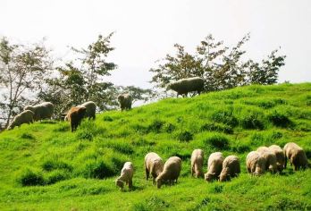 南投‧南投清境农场+合欢山一日游【2人同行1人免费】【限时优惠2人同行一人免费，南投一日游，轻松游合欢山与清境农场两大中部热门观光景点!】