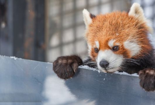 北海道瀑布&网红圣诞树&精灵台/中或英司导一日游【[网红景点]一天打卡多个网红景点】