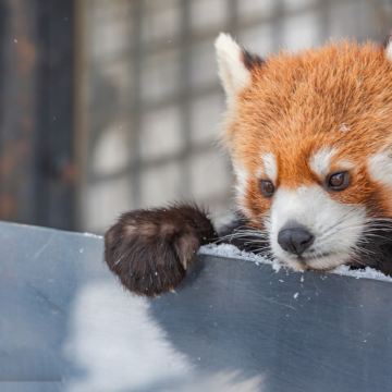 北海道瀑布&网红圣诞树&精灵台/中或英司导一日游