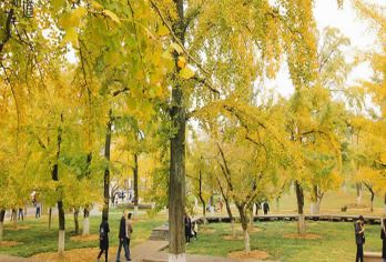 长兴八都岕景区一日游【(世界银杏的故乡+十里古银杏长廊)】【低于12人活动自动取消（只能原额退款或改其它同期成团线路，不做任何赔偿）】