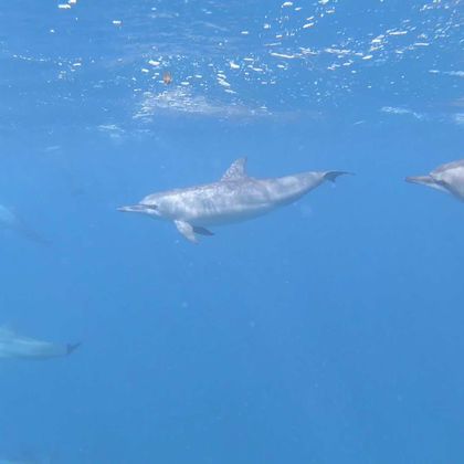 斐济拉奇拉奇海豚湾一日游