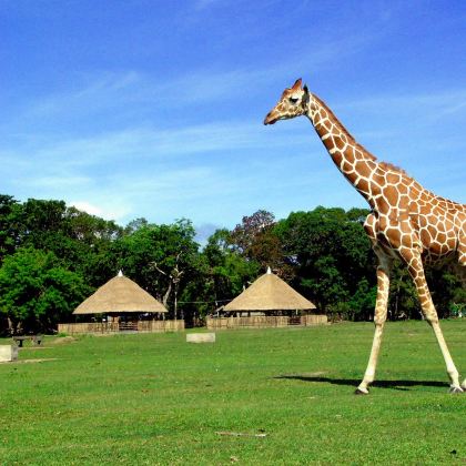 菲律宾科隆岛动物园线｜野生动物园+黑岛+午餐+接送
