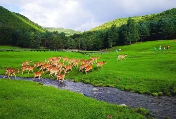 伊春金山鹿苑+五营红松景区包车一日游（1单1团私家团）【独立出行不拼团，1单1团】