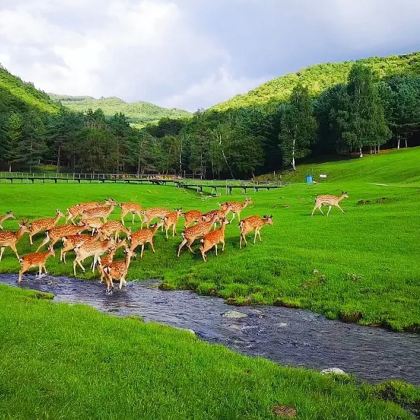 伊春金山鹿苑+五营红松景区包车一日游（1单1团）