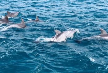 【追海豚西南线】济州岛旅游一日游涯月邑挟才海边小羊肖恩山茶花【济州岛旅游社 多热门景区 一日游 无任何购物店】