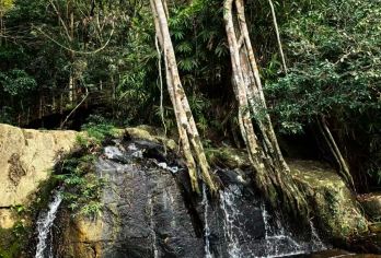 三亚呀诺达热带雨林一日游【含门票、上下游览车】【定点集合就近上车、包含门票上下山游览车，性价比高】