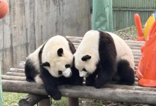 秦岭四宝科学公园一日游【七仔专线】一站直达 纯玩【[明星七仔]显眼包、八百个心眼子】