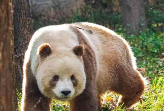 新春特惠|秦岭四宝科学公园一日游【七仔专线】一站直达【明星[七仔]，千克力显眼包，八百个心眼子！】