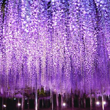 【新宿出发】常陆海滨公园观赏粉蝶花＆足利花卉公园大藤祭！