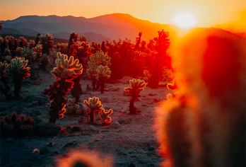 美国洛杉矶约书亚树国家公园一日包车游【参观骷髅山周围全是千奇百怪的石头，大石头的形状很像骷髅头，非常奇特】