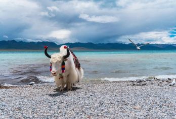 西藏拉萨纳木措一日游【独立成团，越野车出行+随车钢瓶氧气】【独立成团，越野车出行】