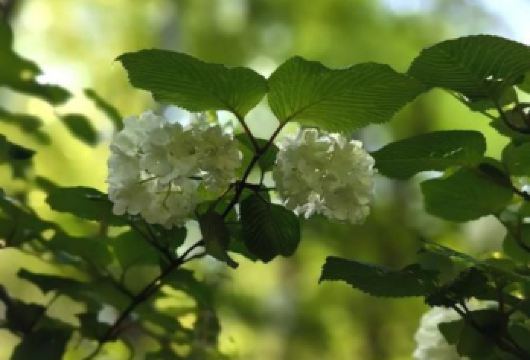 日本京都-琉璃光院-三千院-贵船神社-红叶满天 京都巡礼。【专业行程定制，精选热门景点，高效游玩不走回头路，贴心服务保障，轻松】