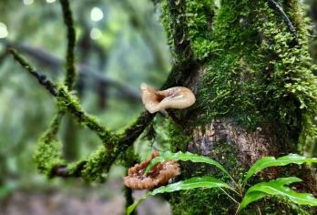 腾冲高黎贡山徒步一日游 【3-17km】吃山茅野菜 看毛毛球【[体验丰富]窜龙徒步线+深山瀑布群+毛毛球森林+荒野美食+野温泉泡脚】