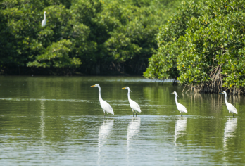 南沙湿地 - 十九涌渔人码头 - 南沙游艇会【南沙的自然风光和滨海风情，是观鸟骑行的好去处】