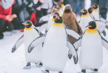 北海道旭山动物园&四季彩&网红树或&精灵露台/中文司导一日游【快速确认，微信群实时沟通，中文司导精彩讲解，天天发团；】