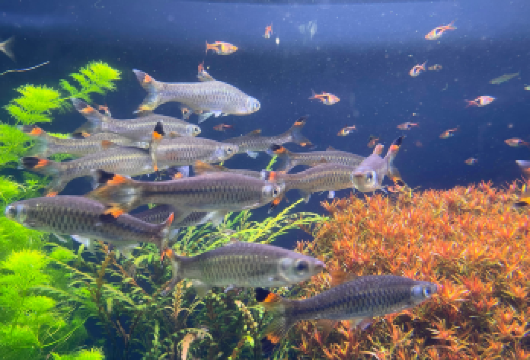 美国亚特兰大佐治亚理工学院-奔驰体育场【中文专车-惬意舒适】【中文专车出行，行程自己定义，无需等待，专属贴心服务，尽享惬意旅程】