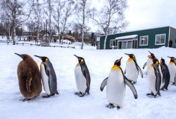 日本北海道一日游：旭山动物园/白须瀑布/美瑛网红树/富良野【旭山动物园邂逅企鹅、北极熊等可爱动物，感受自然界的奇妙】