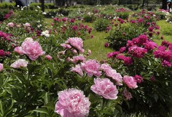 避暑山庄+普宁寺+小布达拉宫+16人团上门接一日游【无购物】【上门接，小团精讲，带您重回历史发生地，听故事】