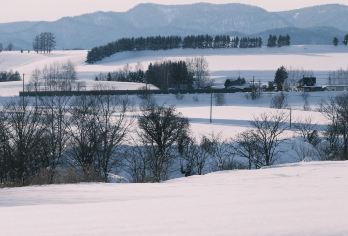 日本北海道旭川美瑛｜白须瀑布｜孤独圣诞树｜札幌往返｜中文专车【尊享一对一高端行程定制，多日豪华包车专属礼遇，专业旅行顾问24小时恭候垂询。】