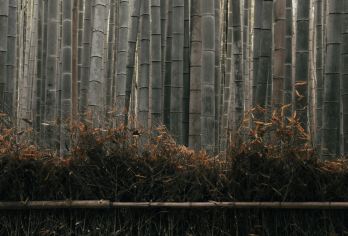 京都 柳谷观音杨谷寺+岚山 红叶狩一日游【柳谷观音杨谷寺、岚山、清水寺饱和式赏枫】