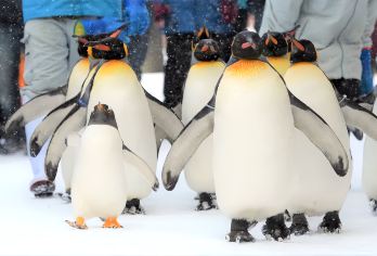 北海道旭山动物园+美瑛千代田牧场·雪地摩托可选+森林精灵露台【从旭山动物园的企鹅散步到美瑛千代田牧场的短腿小马驹，与可爱小动物零距离互动，治愈又有趣。】