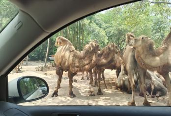 广州长隆野生动物世界一日游，带车导游全陪带玩讲解【看动物表演，喂食互动动物，从空中看动物】
