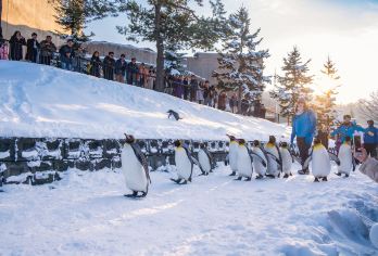 北海道旭山动物园一日游 赠动物园票可选9～13人小团上门接送【[精品小团]9～13人小团，可选酒店上门接送，中文司机，冬季天天发团】