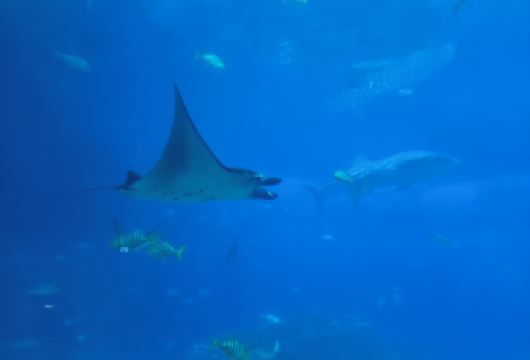 珠海长隆海洋王国+烟花秀一日游【私家包车上门接送+不含门票】【[私家旅行]畅享专属旅行！5/7座商务车上门接送，专职司机护航！】