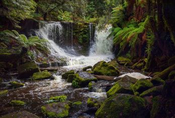 塔斯马尼亚费尔德山国家公园一日游【中文司导+市区多站点接送】【[日游推荐]多班期发团，霍巴特市区多站点接送！可衔接团前团后接送机！纯玩无购物，性价比之选！】