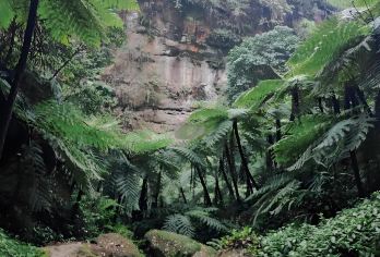 成都往返：乐山大佛+桫椤峡谷（植物活化石|暑假亲子|徒步）【可选英文导游|专车接送|行程可调|可定制行程】