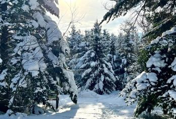 日本北海道+旭川+富田农场+青池一日游/行程可调-可定制多日【包车一日游，解锁旅行新方式！独立车辆配备经验丰富的老司机，为您量身打造专属行程。】