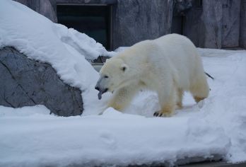 日本札幌往返美瑛青池富良野/可小樽登别北海道多日包车-精选【包车一日游，解锁旅行新方式！独立车辆配备经验丰富的老司机，为您量身打造专属行程。】