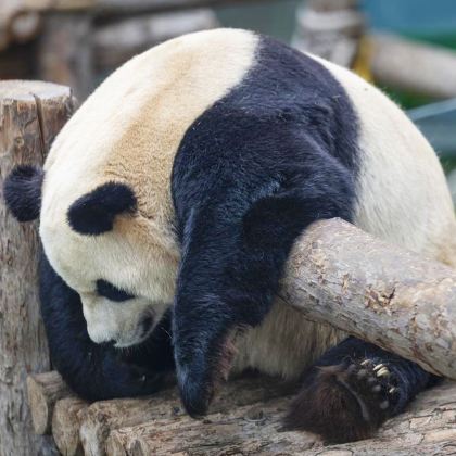日照出发丨临沂动植物园一日游【青少年综合实践基地】