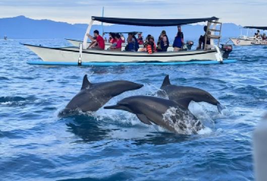 巴厘岛：罗威纳追海豚&观海上日出一日游 | 可选浮潜【与海豚共舞：在罗威纳的清晨，与成群的海豚一同在海面上跳跃，体验与这些优雅生物的亲密互动。】