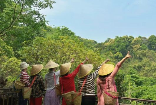 南糯山+曼丢傣家古寨一日游【体验茶农生活+采茶制茶吃茶品茶】【小众秘境，无拘无束，避开人潮，融入当地慢生活】
