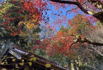 日本京都-琉璃光院-三千院-贵船神社-红叶满天 京都巡礼。【专业行程定制，精选热门景点，高效游玩不走回头路，贴心服务保障，轻松】