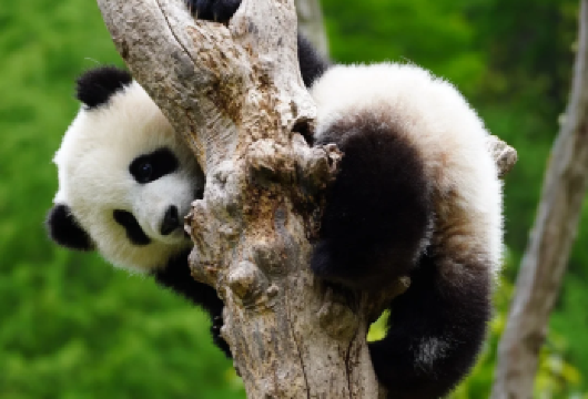 【寻堰探熊猫】熊猫乐园爱心体验+都江堰景区1日游【[爱心体验]观看饲养员投喂&基地探秘&摔竹子/搬运竹子&制作熊猫窝窝头&观看大熊猫纪录片&剪竹叶】