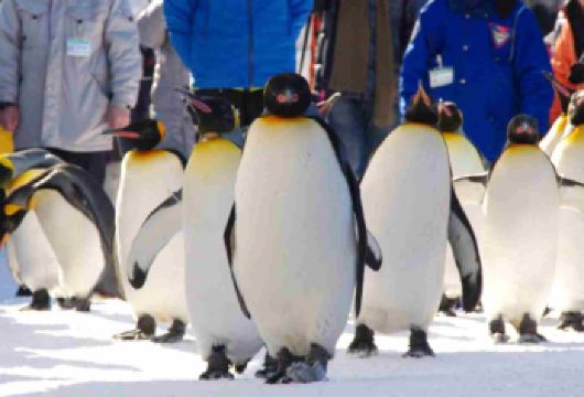 日本北海道札幌-旭山动物园+白须瀑布+森林露台拼团游|9人团【[网红人气动物园]打卡旭山动物园，看冬日限定的可爱小企鹅雪地散步，观察北极圈动物的生活日常】