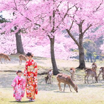 【京都&奈良&宇治一日游】奈良公园+伏见稻荷+东大寺+抹茶街