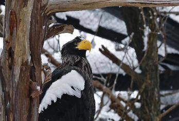 日本札幌往返旭山动物园富良野/可小樽登别北海道多日包车-精选【包车一日游，解锁旅行新方式！独立车辆配备经验丰富的老司机，为您量身打造专属行程。】