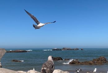 从马拉喀什出发：索维拉一日游【探索摩洛哥坚果油的生产制造及其在烹饪和化妆品中的所有可能用途 参观埃索维拉传统港口 参观古老的麦地那，那里聚集着众多工匠、织工、珠宝商等等；在美丽的海滩上放松身心。】